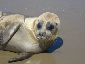 2026072920ZEEHOND20OP20STRAND20NOORDWIJK